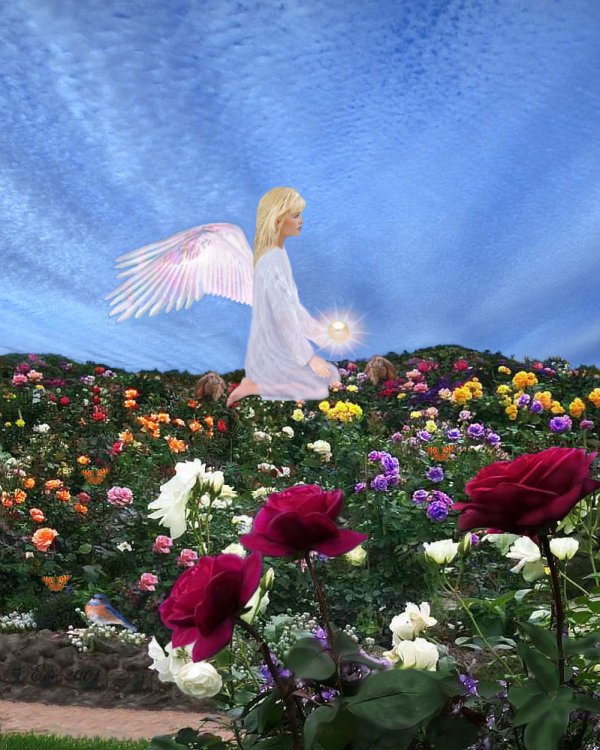 angel pic