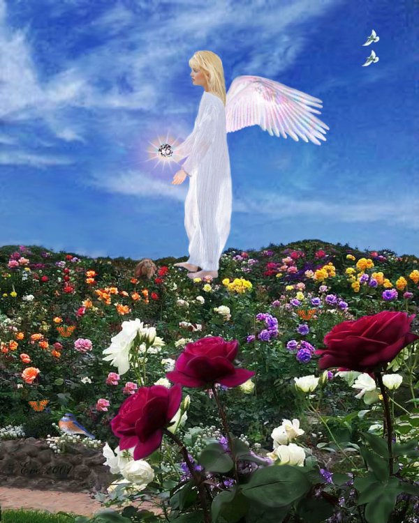 angel pic