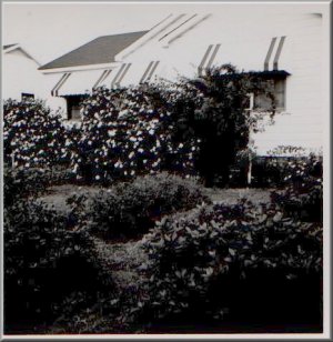 eve's yard
