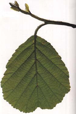 leaf